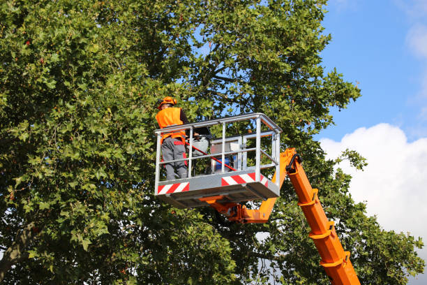 Best Emergency Tree Removal  in Crisfield, MD