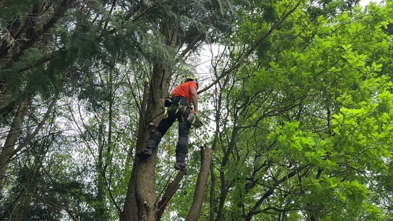 Best Storm Damage Tree Cleanup  in Crisfield, MD