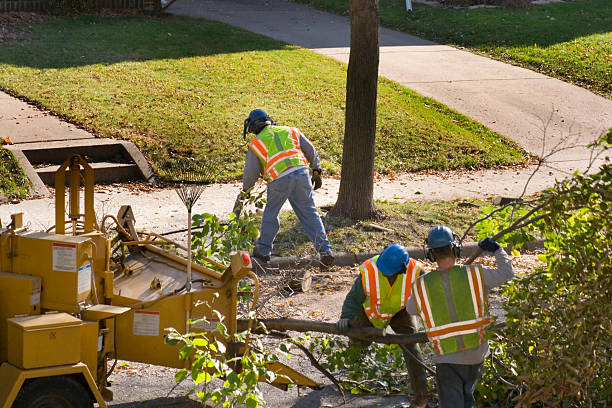 Best Tree Maintenance Programs  in Crisfield, MD