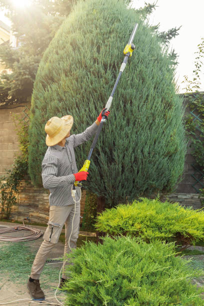 Best Sod Installation  in Crisfield, MD