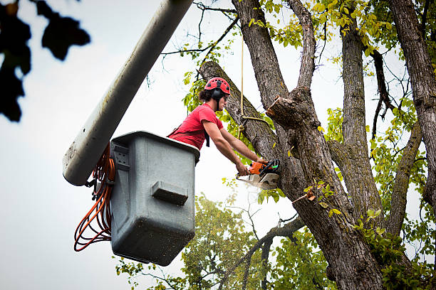 Best Tree Risk Assessment  in Crisfield, MD